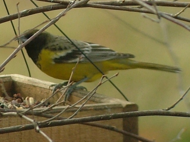 Scott's Oriole