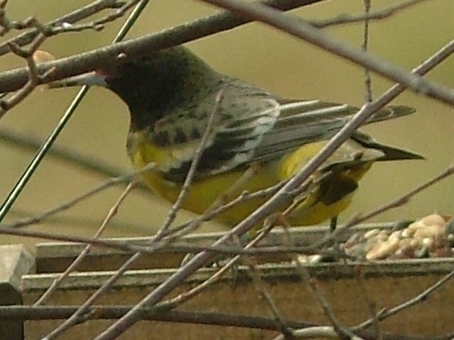 Scott's Oriole