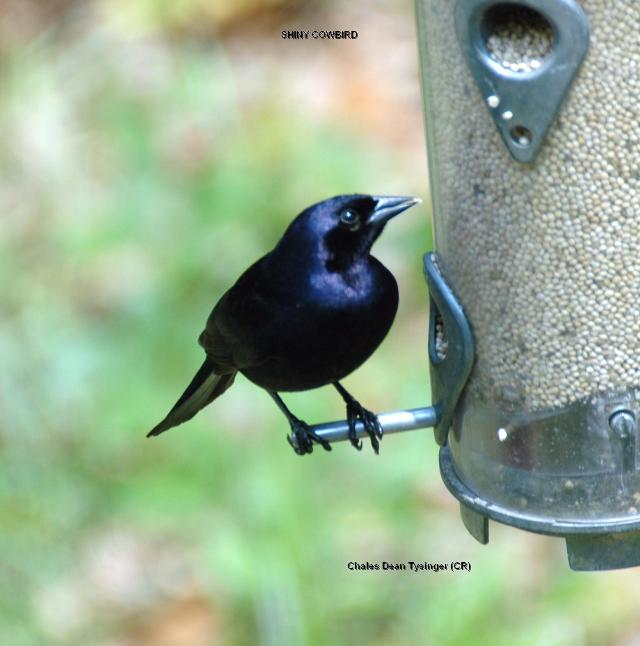 Shiny Cowbird