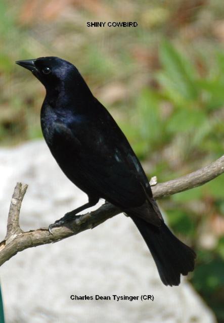 Shiny Cowbird