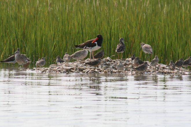 shorebirds
