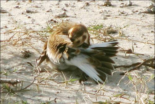 Snow Bunting