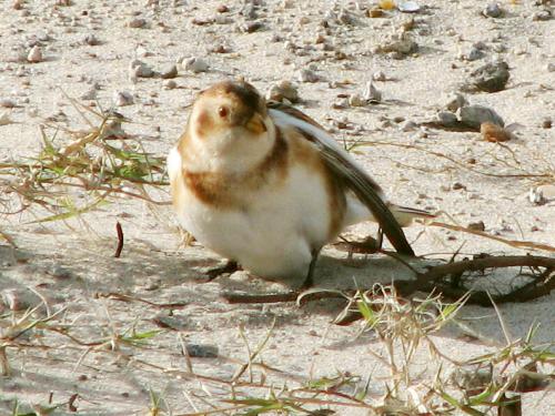Snow Bunting