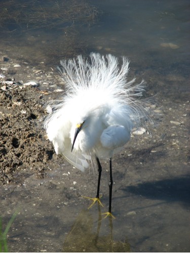 Snowy Egret