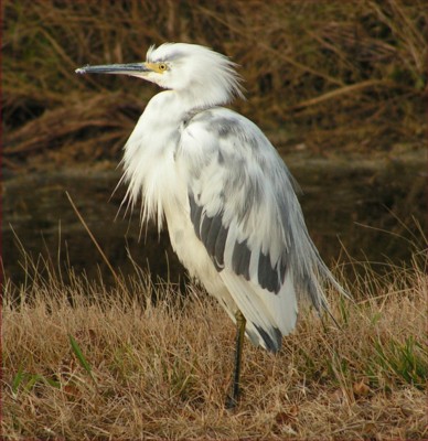 egret