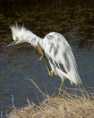 egret