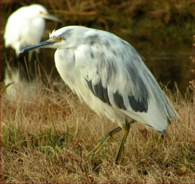egret