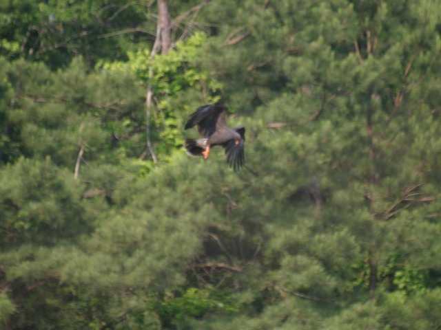 Snail Kite