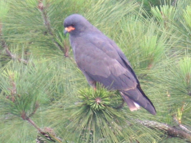 Snail Kite