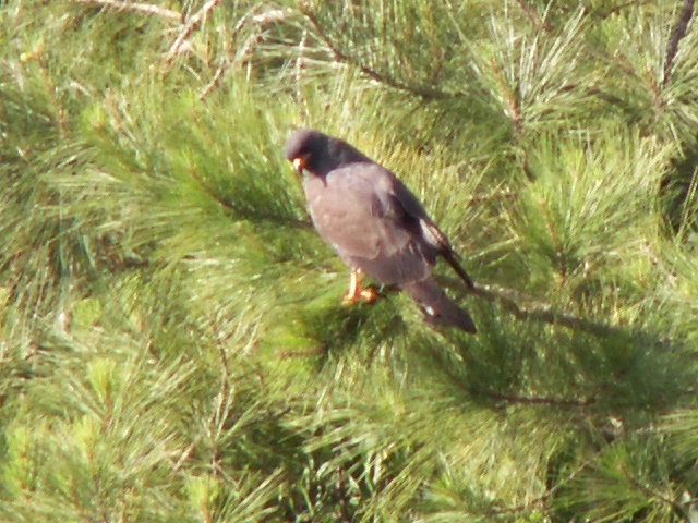 Snail Kite