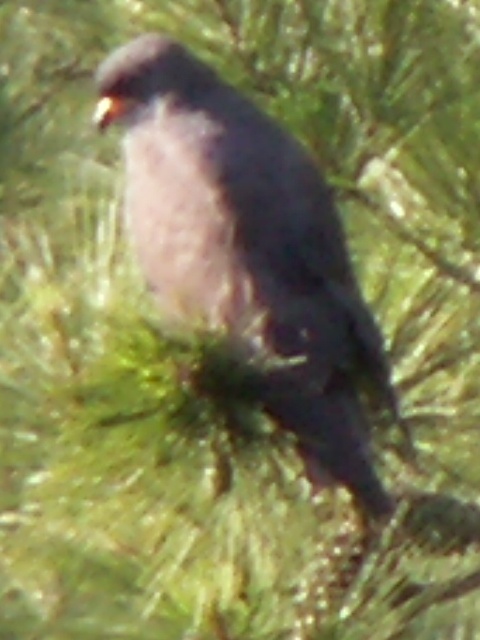 Snail Kite