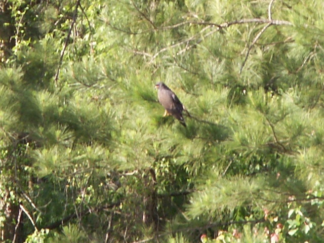 Snail Kite