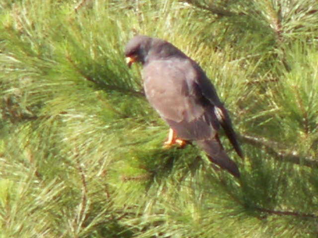 Snail Kite