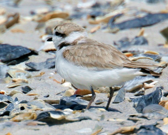 Snowy Plover