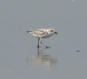 Snowy Plover