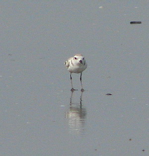 Snowy Plover