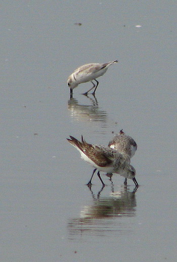 Snowy Plover