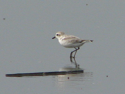 Snowy Plover