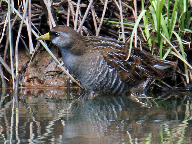 Sora