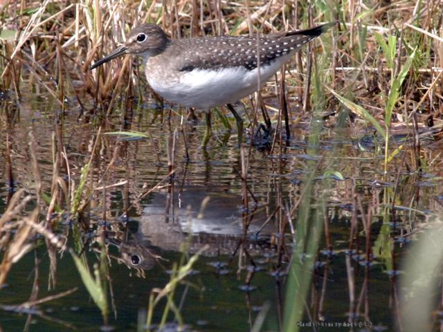 Solitary Sandpiper