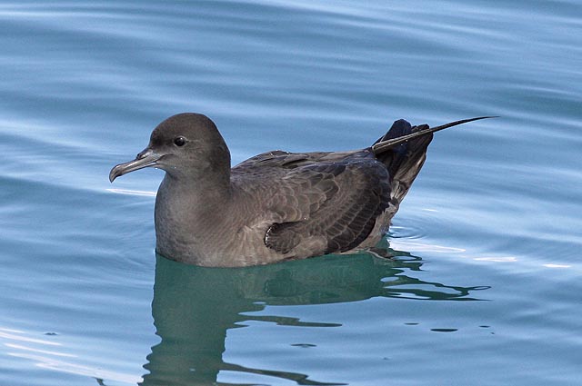 Sooty Shearwater