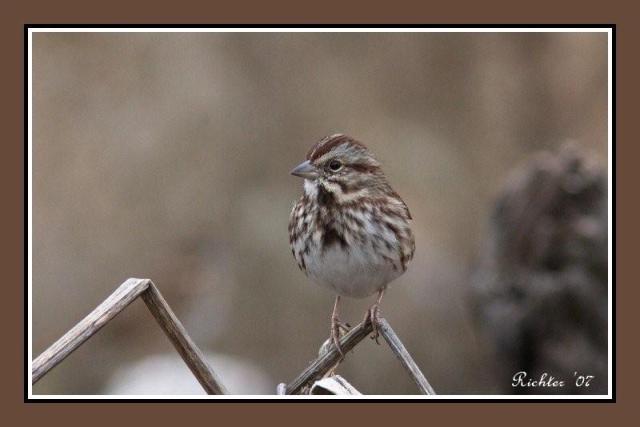 Song Sparrow