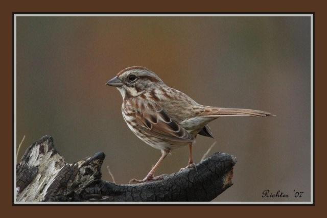 Song Sparrow