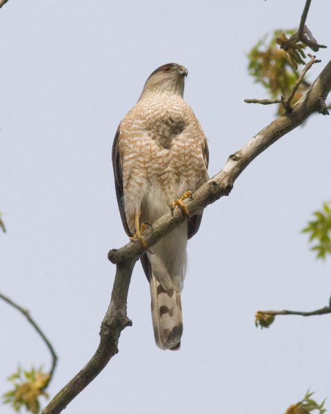 Sharp-shinned Hawk