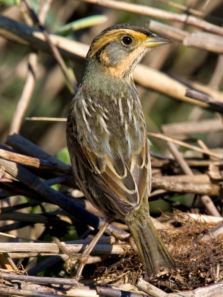 Saltmarsh Sparrow