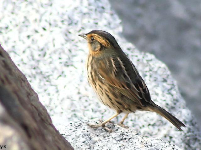 Saltmarsh Sparrow