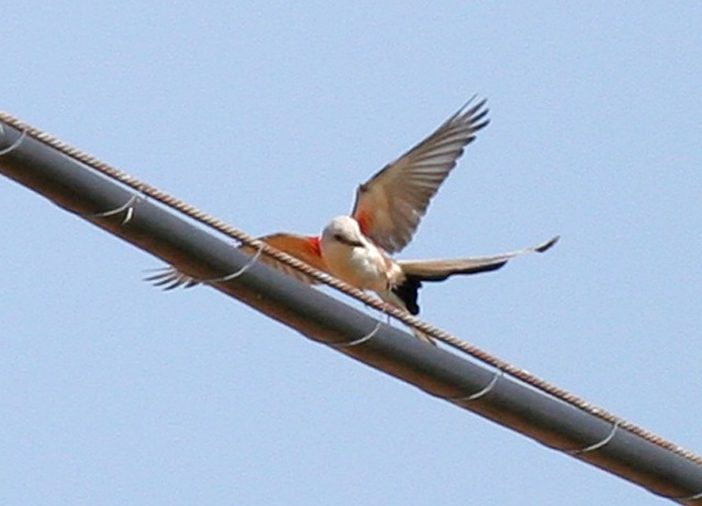 Scissor-tailed Flycatcher