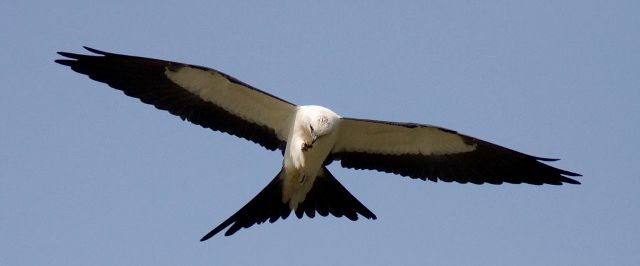 Swallow-tailed Kites