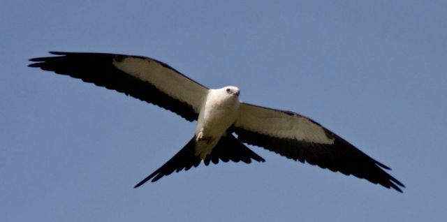 Swallow-tailed Kites