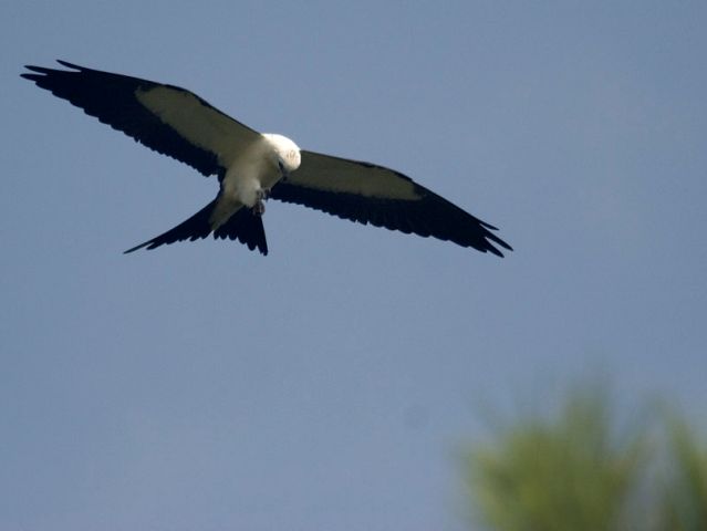 Swallow-tailed Kites