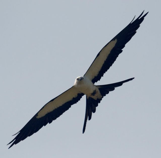 Swallow-tailed Kites
