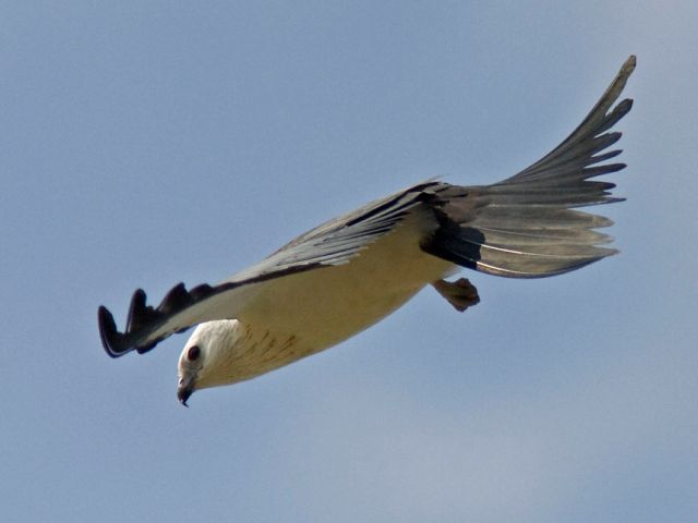 Swallow-tailed Kites