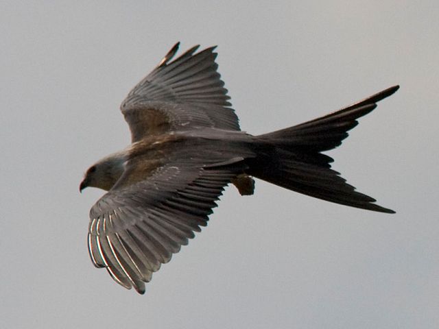 Swallow-tailed Kites
