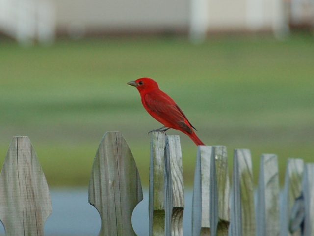 Summer Tanager