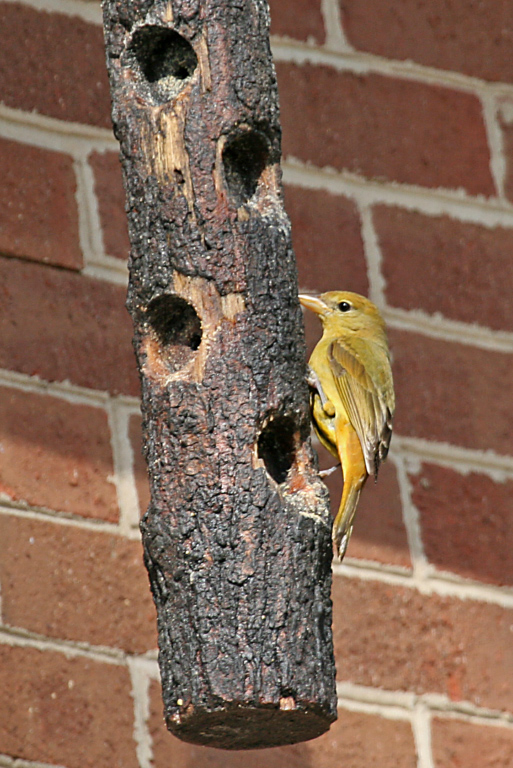 Summer Tanager