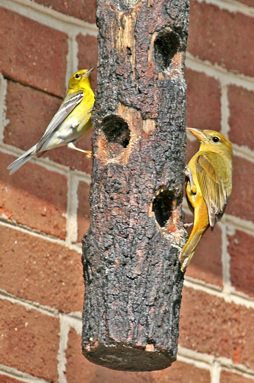 Summer Tanager