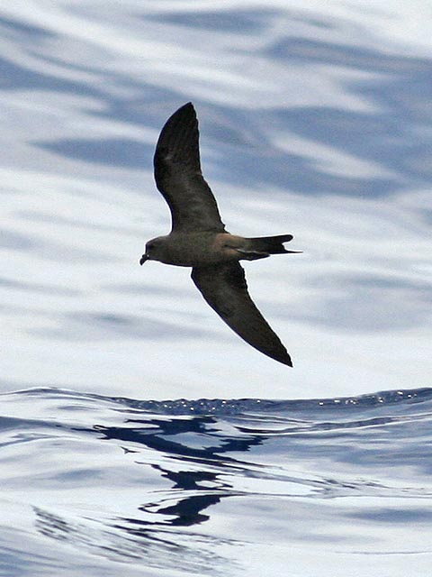 Swinhoe's Storm-Petrel