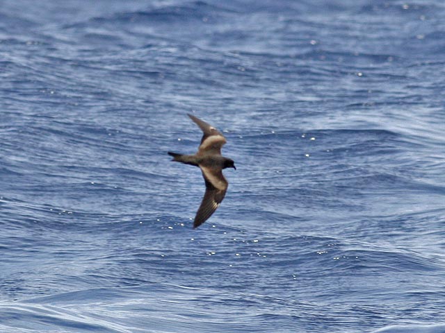 Swinhoe's Storm-Petrel