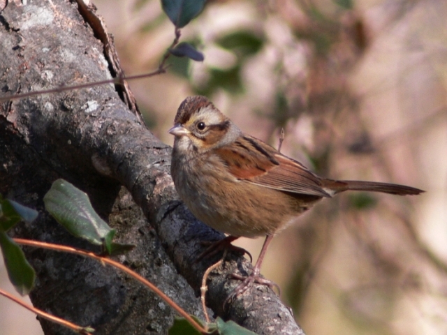 Swamp Sparrow
