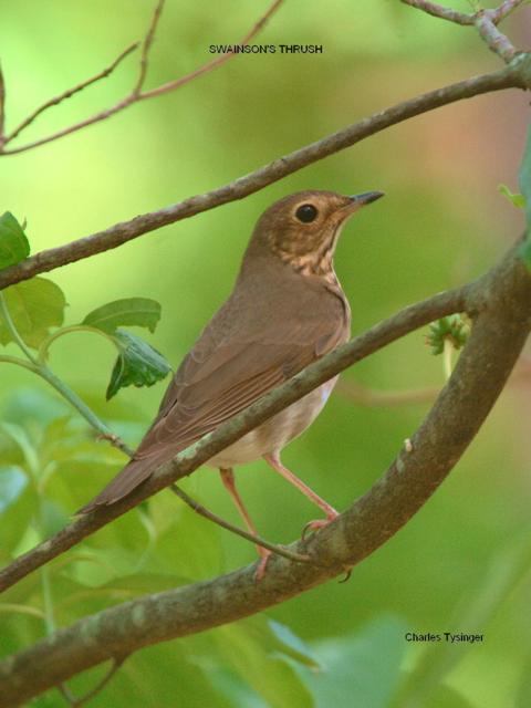 Swainson's Thrush