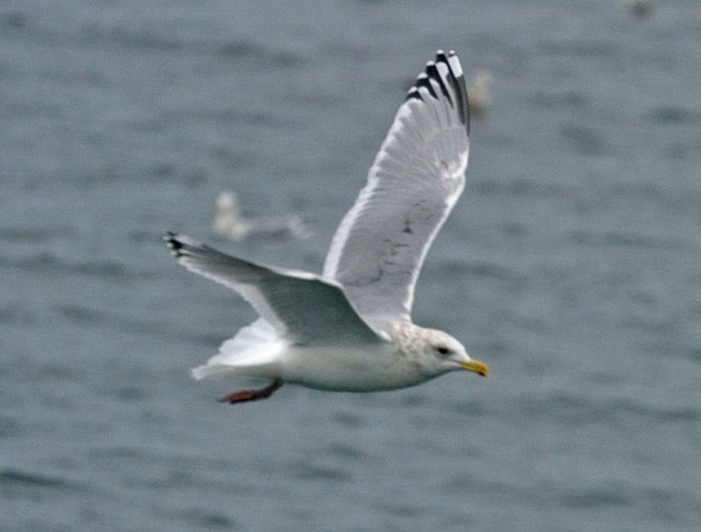 Iceland Gull (Thayer's)