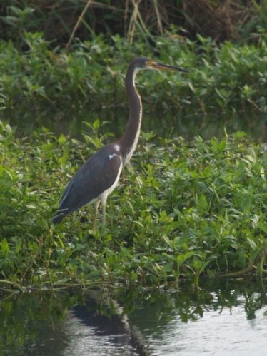 Tricolored Heron