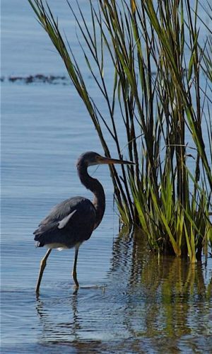 Tricolored Heron