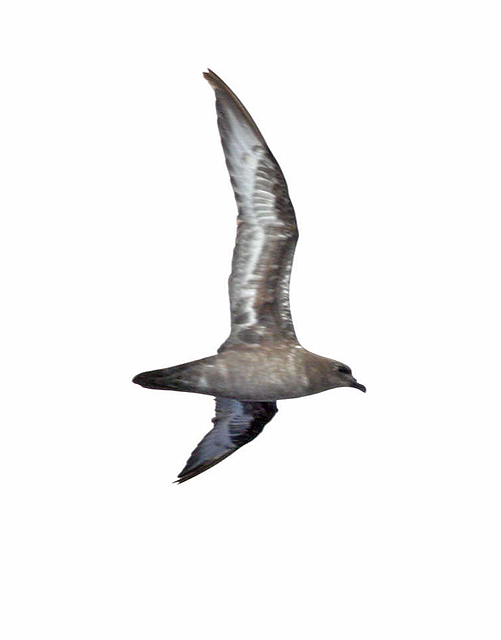Trindade Petrels