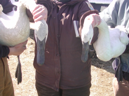Trumpeter Swan