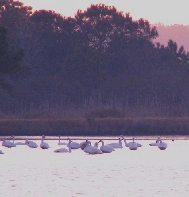 Tundra Swans